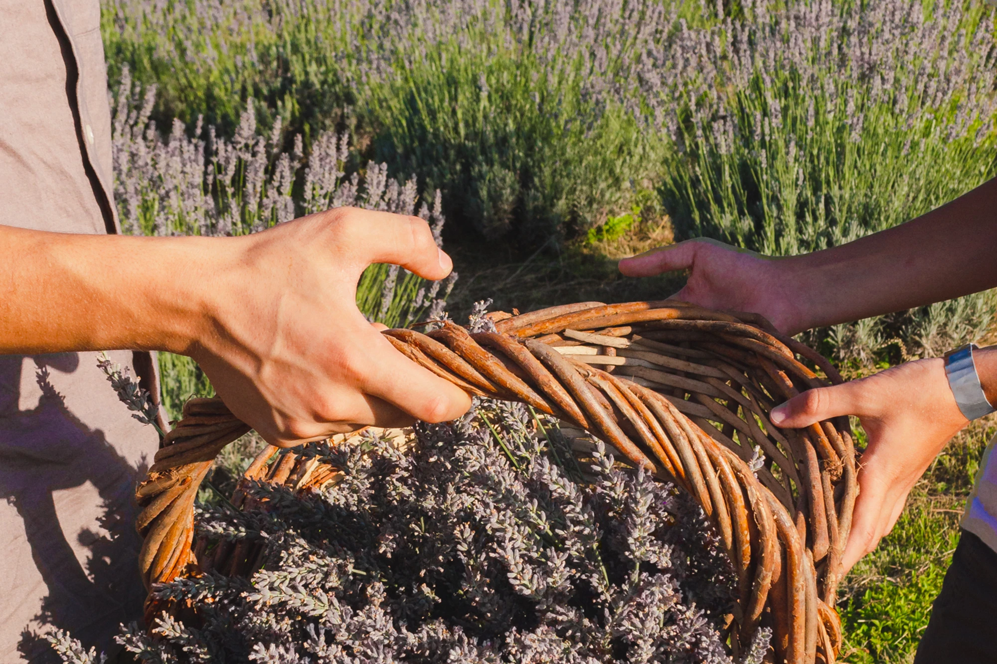 Lotes de montaña 17