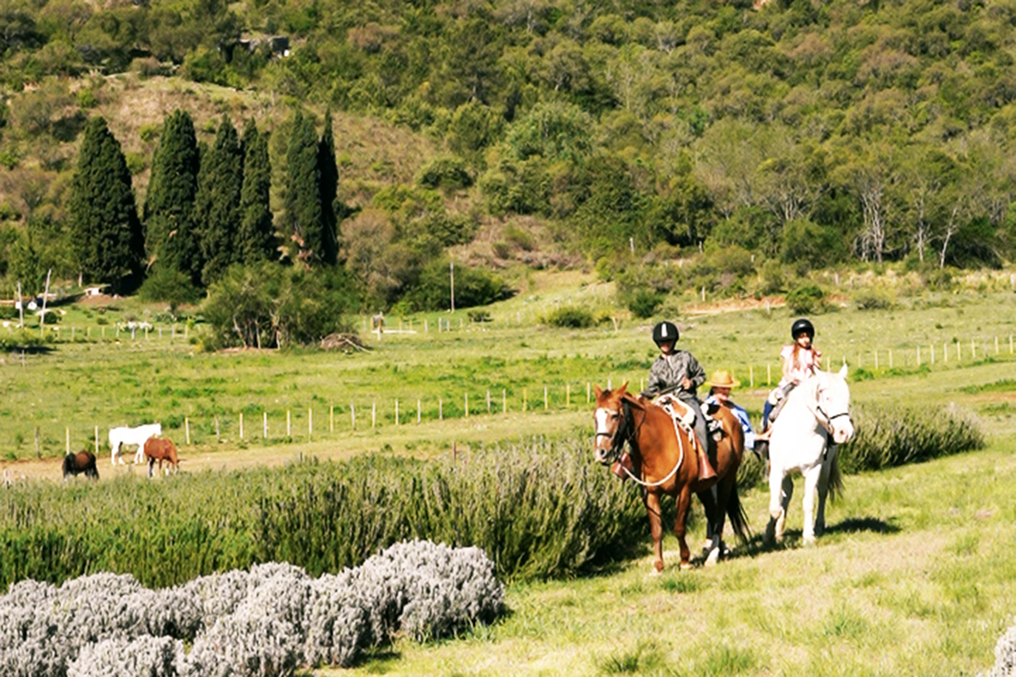 Lotes de montaña 19