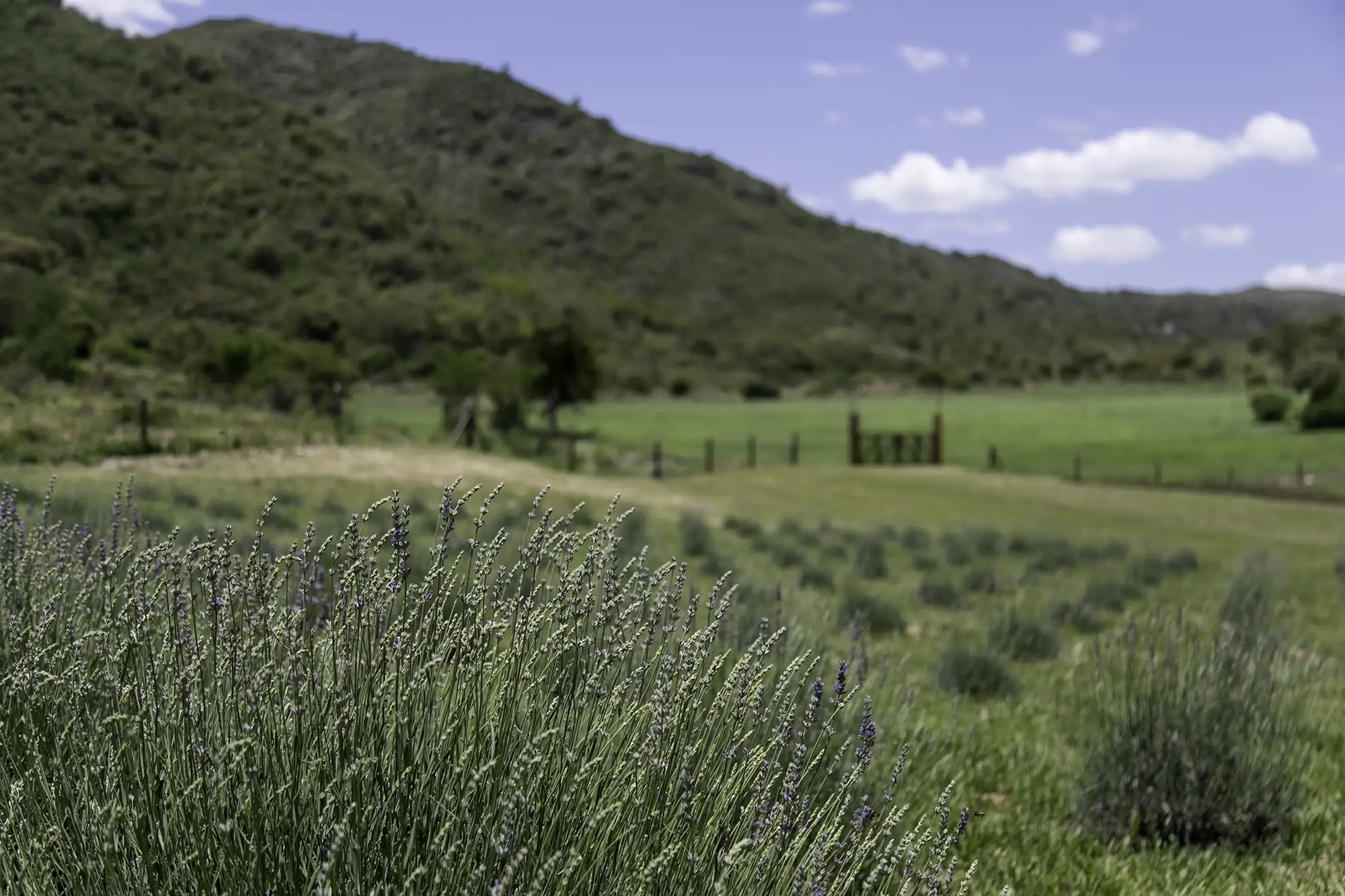 Lotes de montaña 1