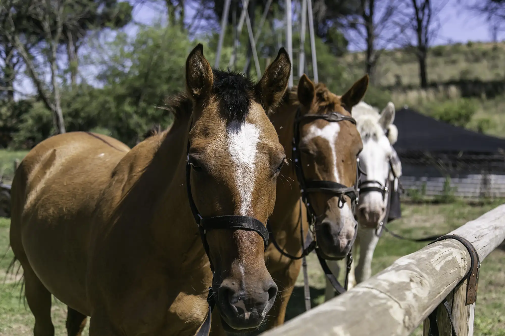 Lotes de montaña 4