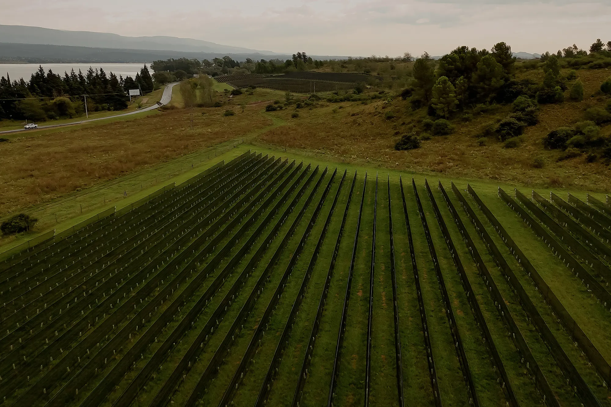 Cosecha inaugural uvas 1