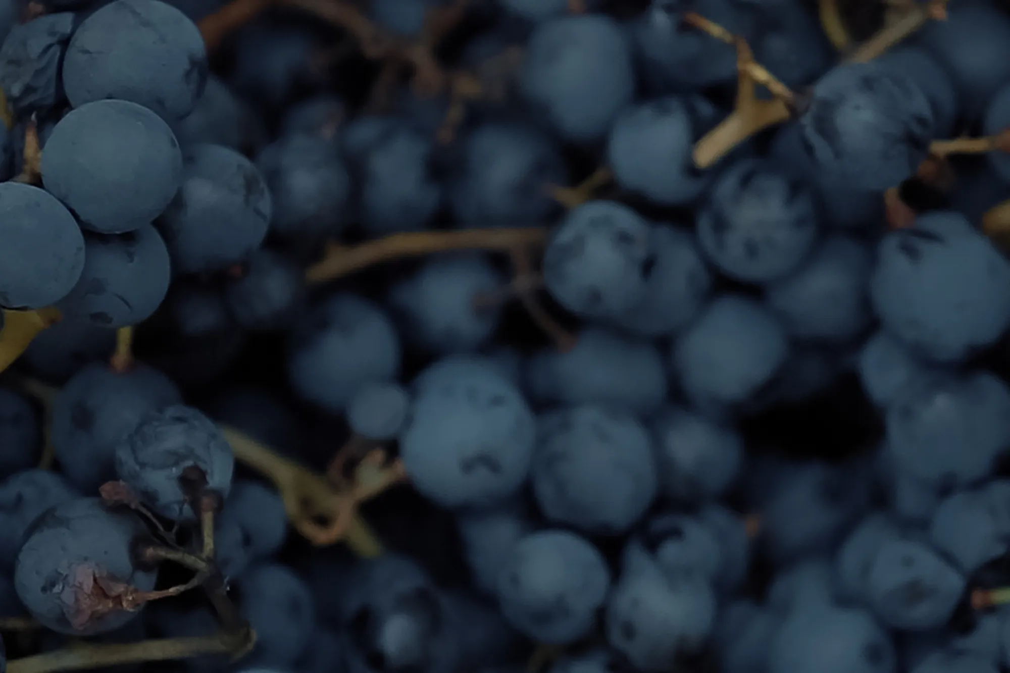 Cosecha inaugural uvas 3
