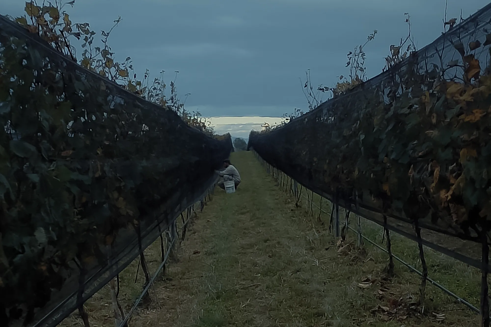 Cosecha inaugural uvas 4