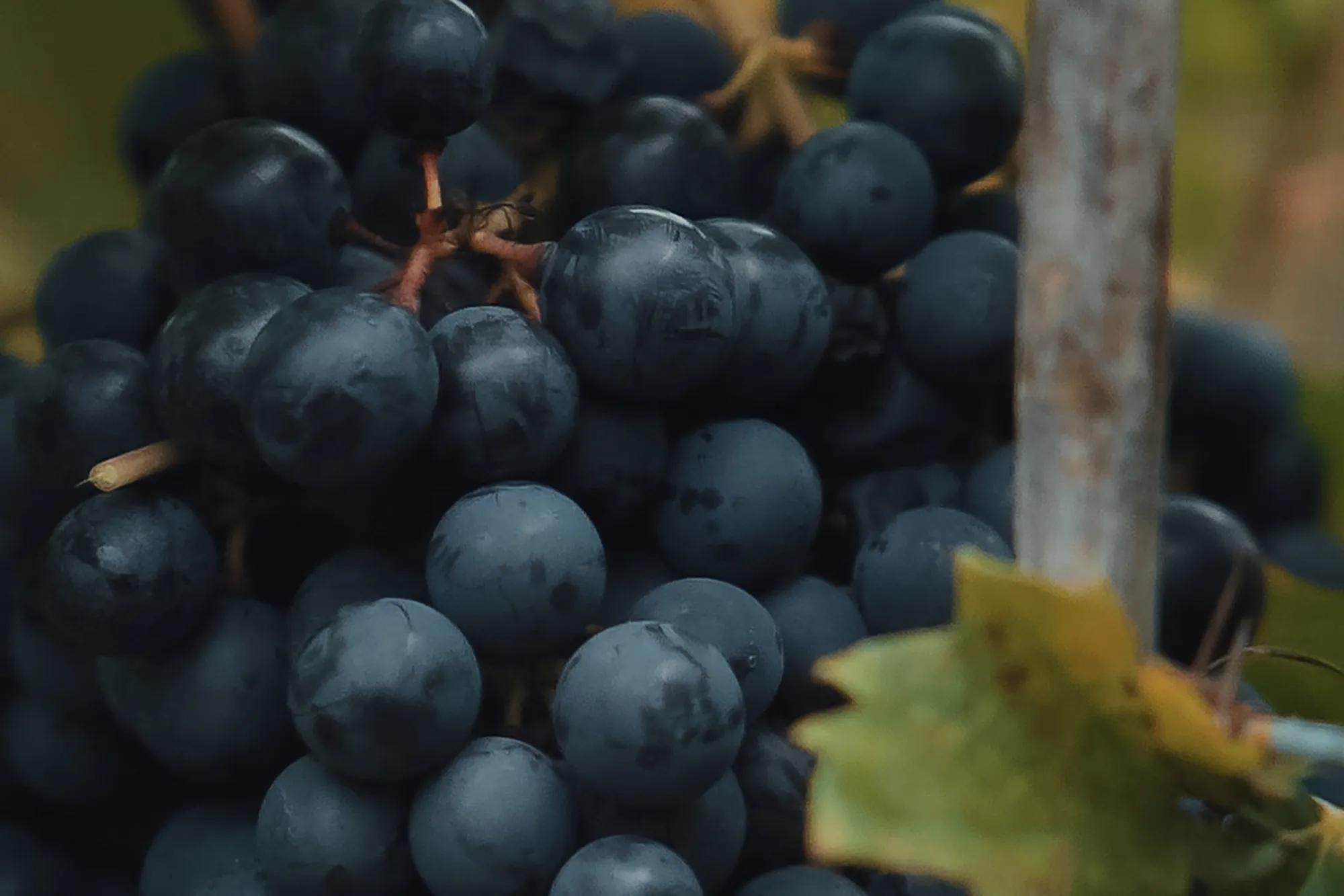 Cosecha inaugural uvas 6
