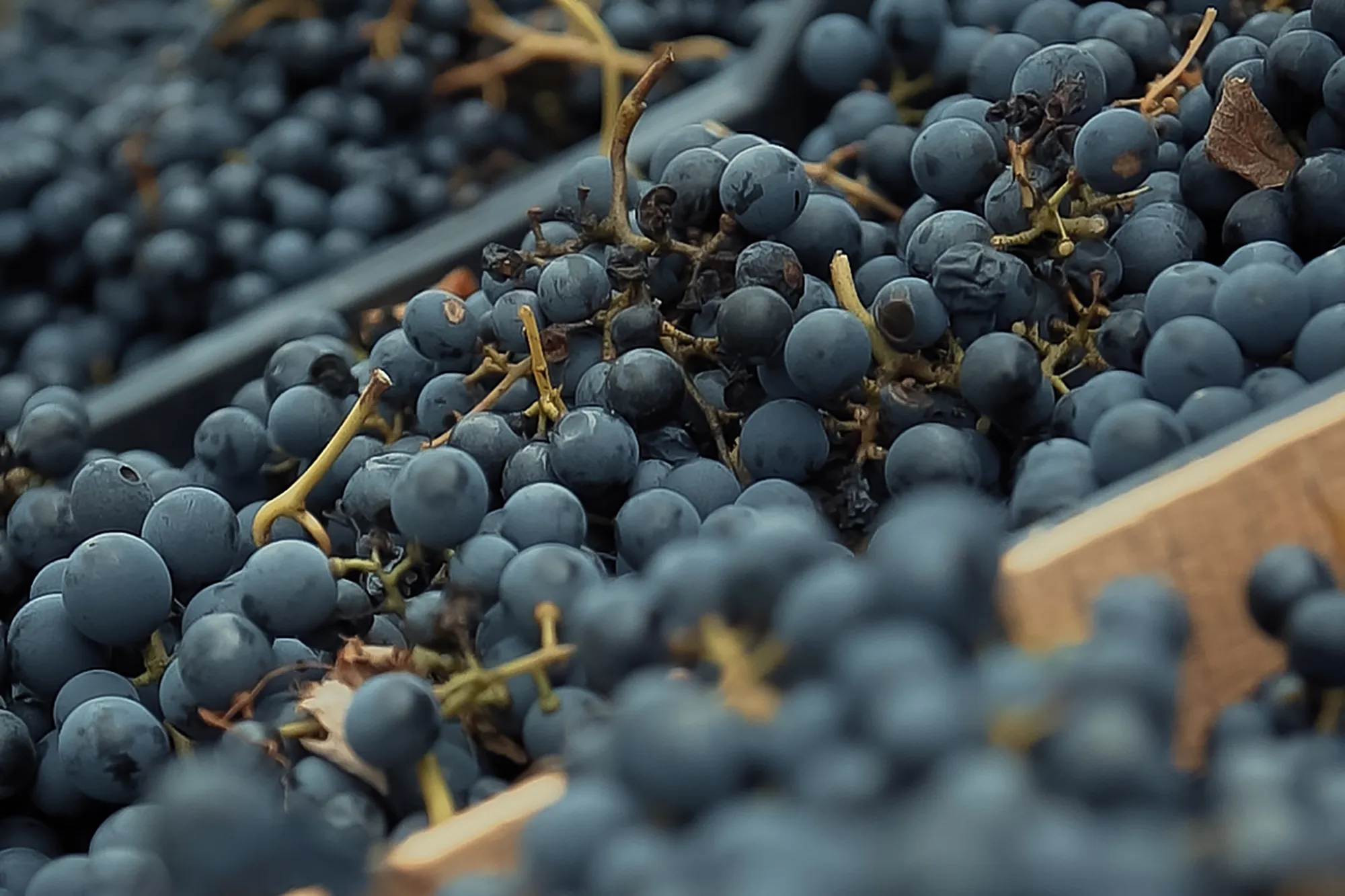 Cosecha inaugural uvas 7